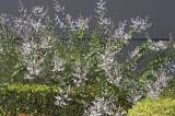 CFG6401.jpg 97159