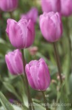 CFG6407.jpg 33545