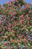 CFG6670.jpg 58622