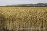 CFG7184.jpg 64558
