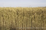 CFG7185.jpg 64559
