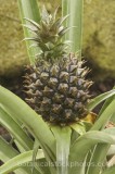 CFG7203.jpg 65710