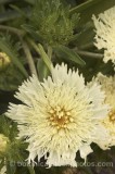 CFG7597.jpg 74197