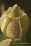 CFG7598.jpg 65616