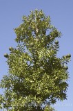 CFG7715.jpg 61061