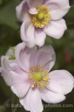 CFG7955.jpg 61703