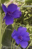 CFG8076.jpg 71511
