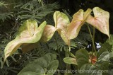 CFG8350.jpg 62151