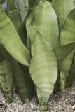 CFG8499.jpg 67865