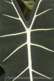 CFG8585.jpg 63954