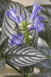CFG8597.jpg 74201