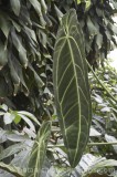 CFG8701.jpg 62171