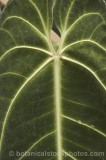 CFG8702.jpg 62172
