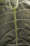 CFG8707.jpg 63957