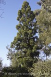 CFG8711.jpg 62105
