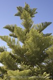 CFG8815.jpg 62116