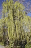 CFG8829.jpg 63186