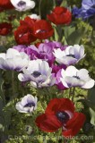 CFG8939.jpg 61699