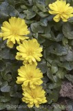CFG8942.jpg 60509