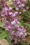 CFG9173.jpg 58775