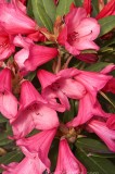 CFG9190.jpg 97512