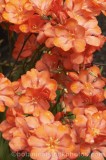 CFG9345.jpg 74424