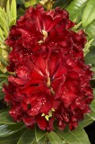 CFG9347.jpg 97595