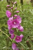 CFG9556.jpg 74042
