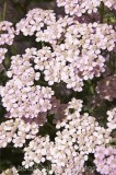 CFG9628.jpg 58588