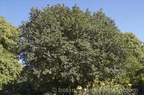 CFG9925.jpg 60016