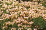 CFG9970.jpg 60772