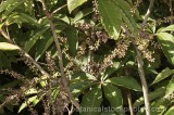 CFGa449.jpg 67952