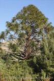 CFGa493.jpg 62132