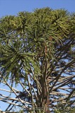 CFGa494.jpg 62102