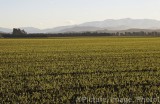 CFGa598.jpg 64554