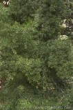 CFGab10.jpg 77614