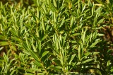 CFGac40.jpg 97719