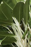 CFGae23.jpg 77927