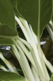 CFGae24.jpg 77928