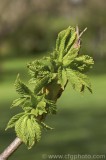 CFGae80.jpg 77984