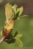 CFGae83.jpg 77986