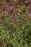 CFGae85.jpg 77989
