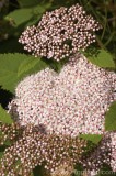 CFGai89.jpg 78394
