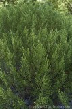 CFGal66.jpg 78671