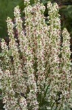 CFGao02.jpg 78909