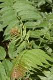CFGao47.jpg 78954