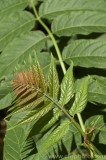 CFGao48.jpg 78955