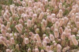 CFGao80.jpg 78987