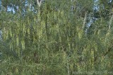 CFGao97.jpg 79004