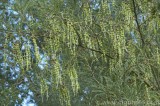 CFGao98.jpg 79005
